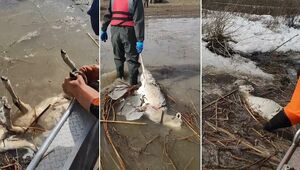 175 туш сайгаков нашли на реке Жаманкон в Карагандинской области