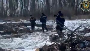 Пятеро подозреваемых в незаконной вырубке леса задержаны в Павлодарской области