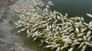 Замор рыбы зафиксирован на реке Акоткел в Актюбинской области