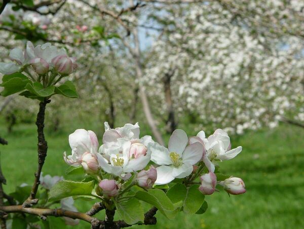 Не хуже сакуры