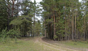 Лесной тариф