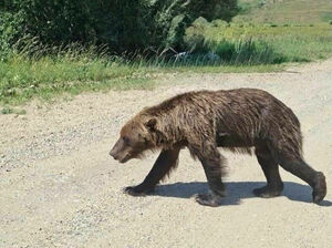 Не помогли мишке