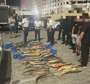 В Мангистау задержали мужчин, которые везли 205 кг осетров в багажнике