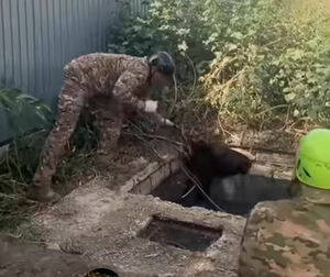 В Атырау лошадь упала в канализационный колодец