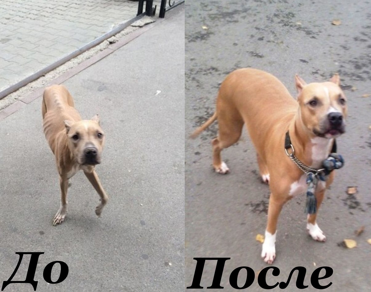 Дэми пришлось забрать у хозяев, которые не могли ее содержать.