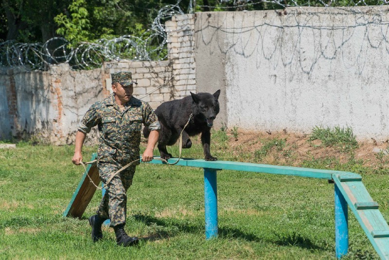 Подобные навыки служебным псам, может быть, и не пригодятся, но эти тренировки необходимы для их физического развития.