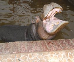 Литр водки на хобот