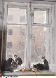 Собаке - собачья жизнь?