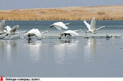 Олег БЕЛЯЛОВ, фотограф: Не забуду глаза леопарда!
