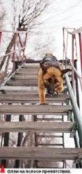 Собачий вальс с Бостоном