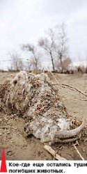 Жизнь после потопа