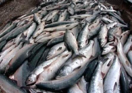  В Атырауской области полицейские изъяли тонну рыбы частиковых пород