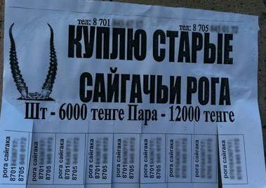Рога ей подавай!