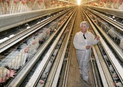 Россельхознадзор вводит ограничения на транзит в Казахстан мяса птицы из США