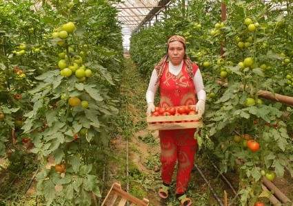 Тепличный бизнес в Сарыагашском районе ЮКО дошел до грани банкротства - аграрии