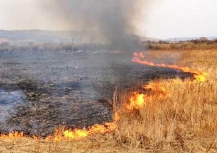 В Жамбылской области тушат пожар сразу на двух степных участках