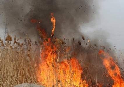 15 га камыша сгорело на территории природного резервата «Ақ жайық» в Атырау