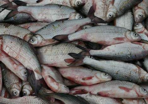 Ежегодное снижение импорта рыбной продукции зафиксировано в РК