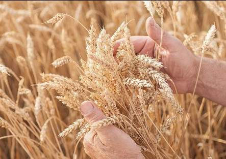 О ходе уборки урожая в Костанайской области доложили Президенту РК