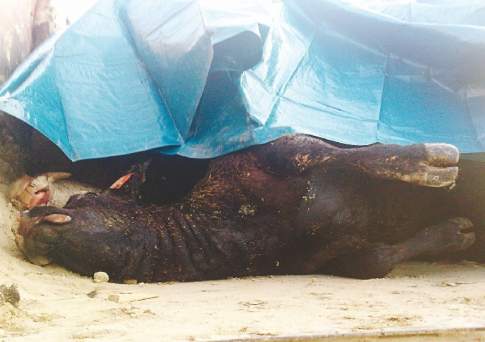 Коровий блин -  комом