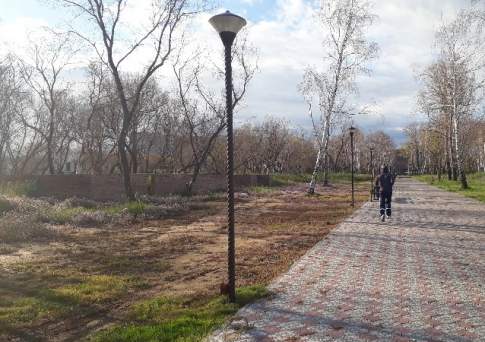 В Год экологии деревья умирают стоя