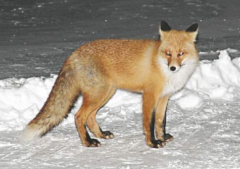 Хитрый лис