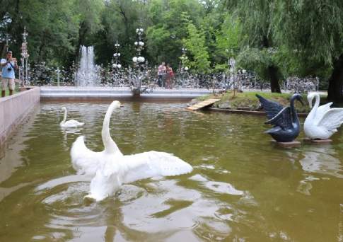 И белый лебедь на пруду