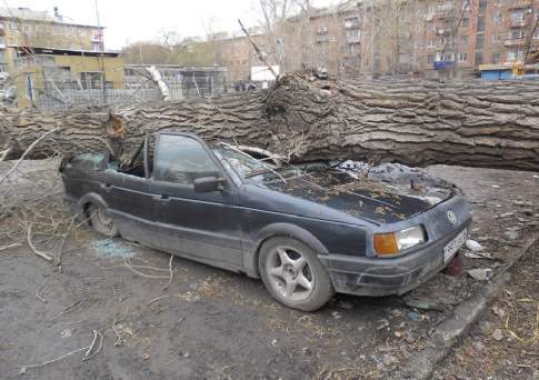 Тополиный бух