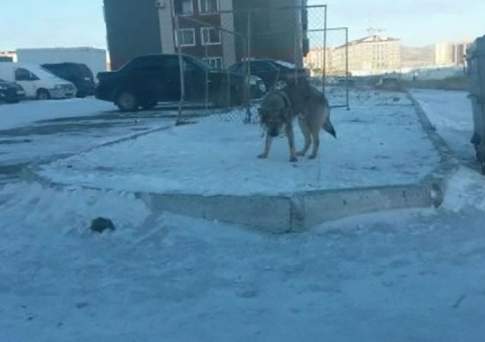 Волков бояться - из дома не выходить