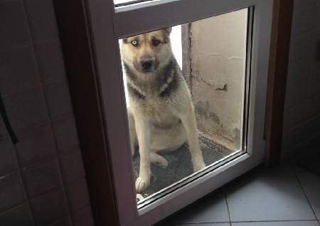Сукины дети