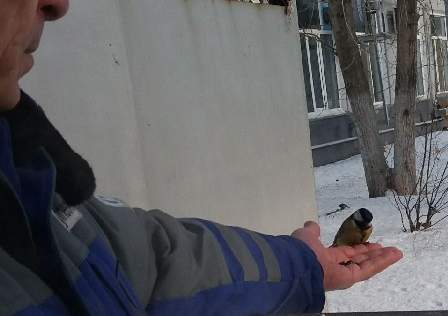 Главный по синичкам