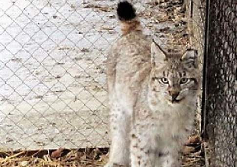 Кошка гуляла сама по себе