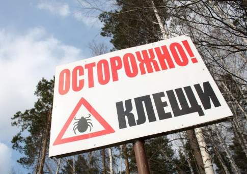 Клещей по осени  считают 