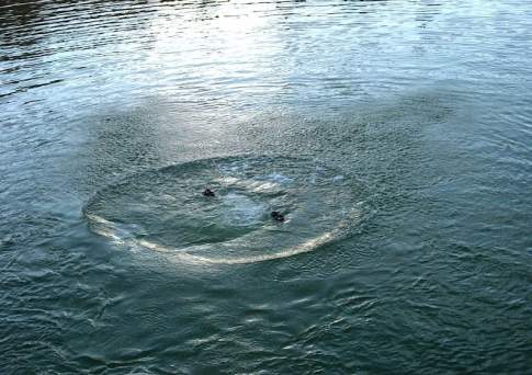 ...И в воде